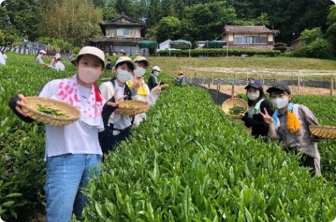 地域連携「高梁紅茶」