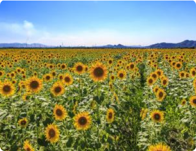 Sunﬂower ﬁeld in Kasaoka Bay’s reclaimedland