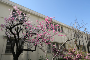 キャンパスで咲く梅