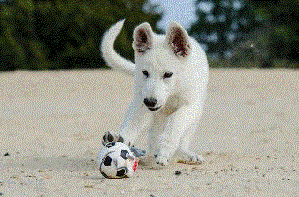 写真2　かわいがられる犬