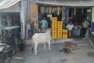 写真2　商店前の牛と犬