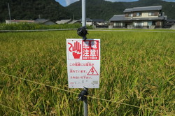 岡山県内の水田に設置されていたイノシシ被害対策用の電気柵