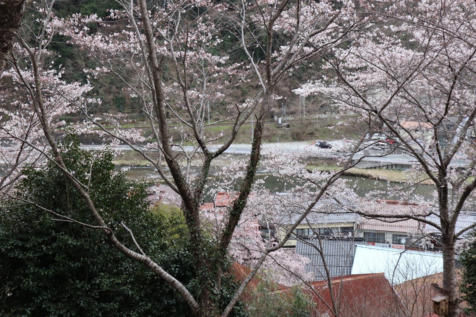 城山公園の桜