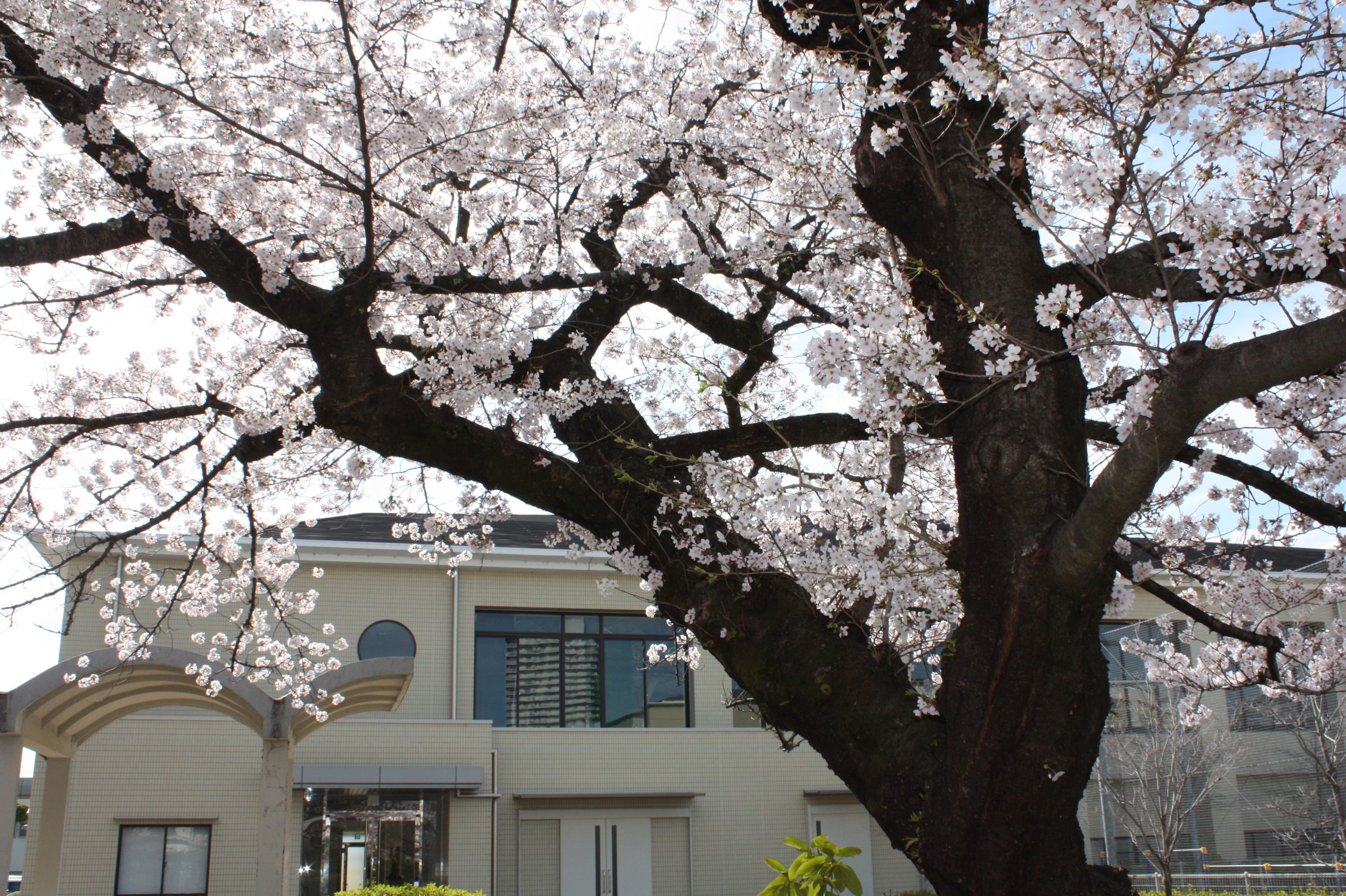 入学宣誓式の行われた記念館と桜