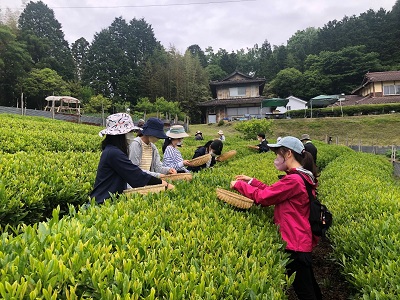 学生と企業の社員が協力しながら茶摘みを体験（2022年5月21日　二階堂撮影）