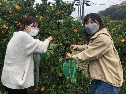 河野農園でミカン狩り