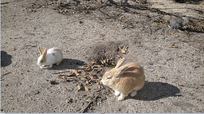 二兎を追う者が二兎とも手に入れられるほど、観光客に慣れたうさぎ