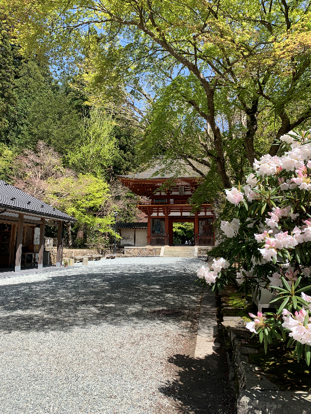 室生寺にて　シャクナゲに囲まれた室生寺