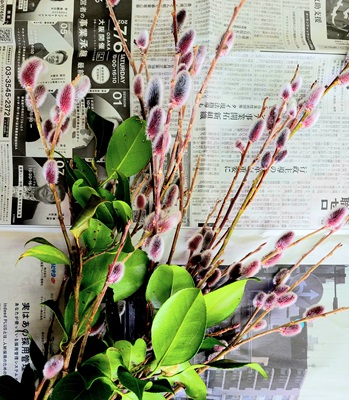 奉還町で買ったねこやなぎ。花言葉は「努力が報われる」
