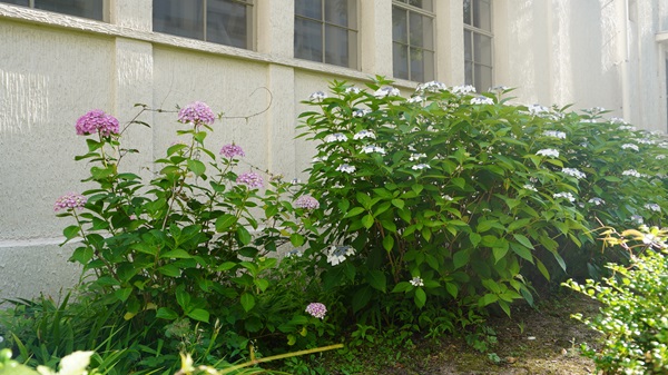色とりどりの花を咲かせる紫陽花