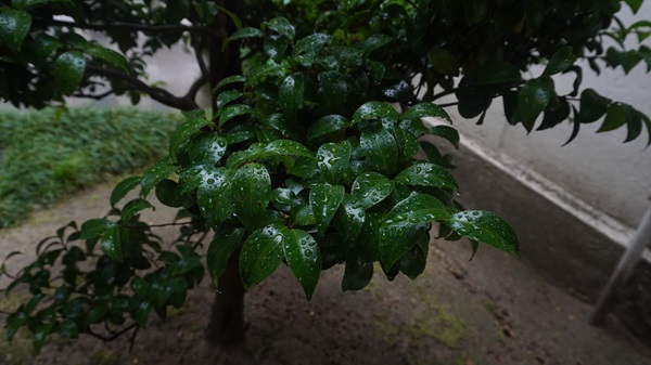 雨露に濡れた葉