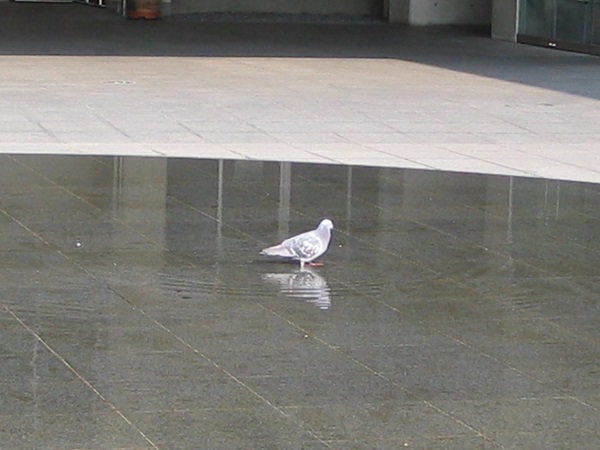 水浴びする鳩