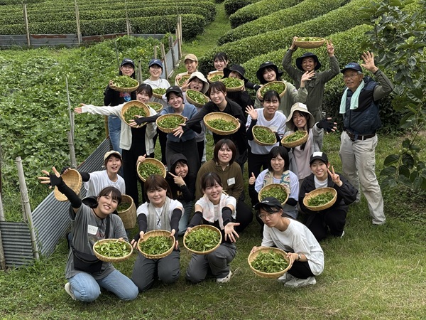 百姓のわざ伝承グループの皆さんと新茶を収穫しました