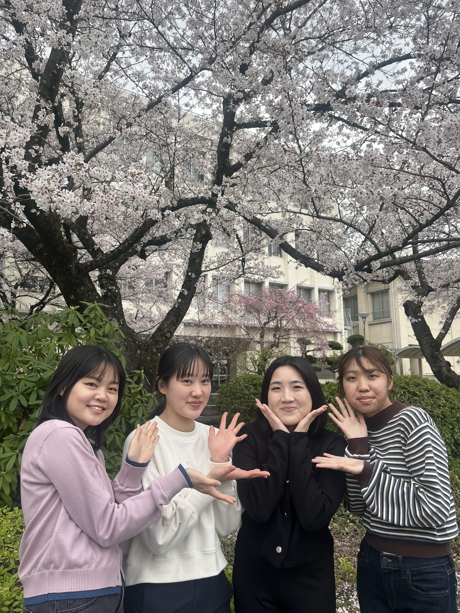 本学の桜の木の下で